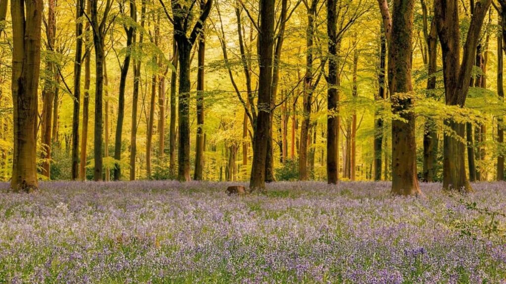Amakuru Yibiciro Byamamaza kuri Pinterest muri Egiputa 2025