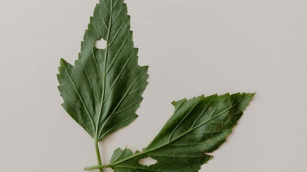 Ibiciro bya LinkedIn byo kwamamaza muri Kenya mu 2025