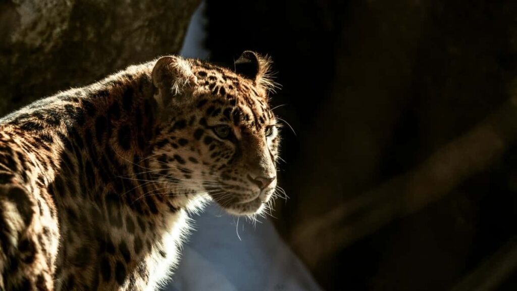 2025 India WhatsApp Advertising Rate Card Kuri Rwanda