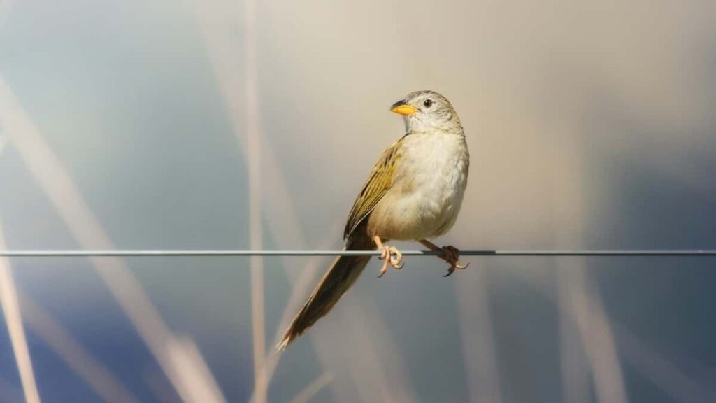 2025 India Telegram Ibiciro byamamaza ku Rwanda