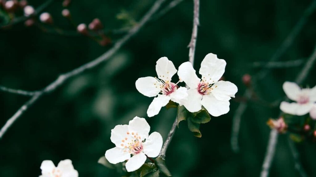 Ibiciro bya 2025 ku kwamamaza Facebook muri Belgium ku Rwanda