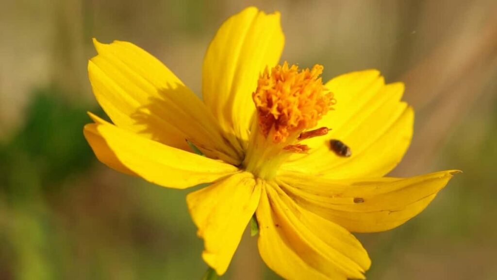 2025 Indonesia Pinterest Ibyiciro byose Ibiciro byo kwamamaza Rwanda