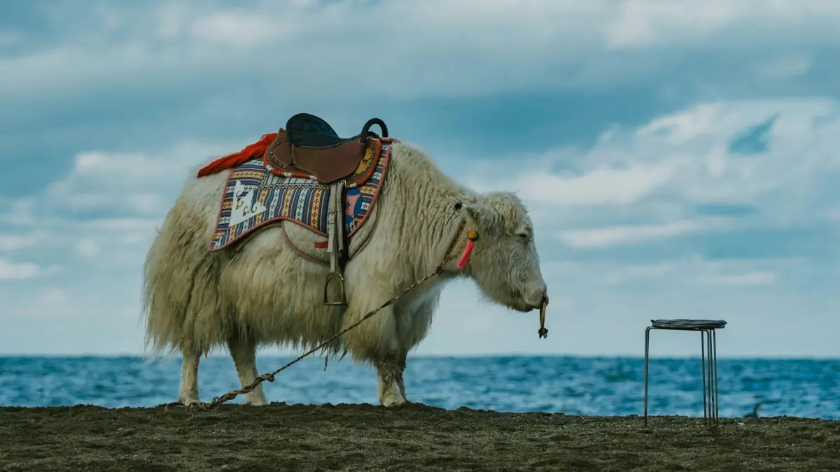 Abamamaza b’i Rwanda: Shaka HBO Max creators wo mu Netherlands vuba!