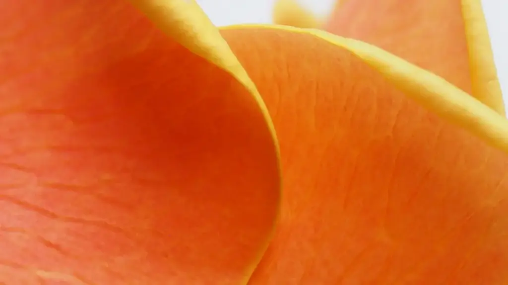 Uburyo bwimbitse bwo kugera ku ma brand ya Panama kuri vkontakte, uko wubatse pitch, gucunga umutekano w'ubutumwa, no gukora reviews z'amasomo online zifite impact.