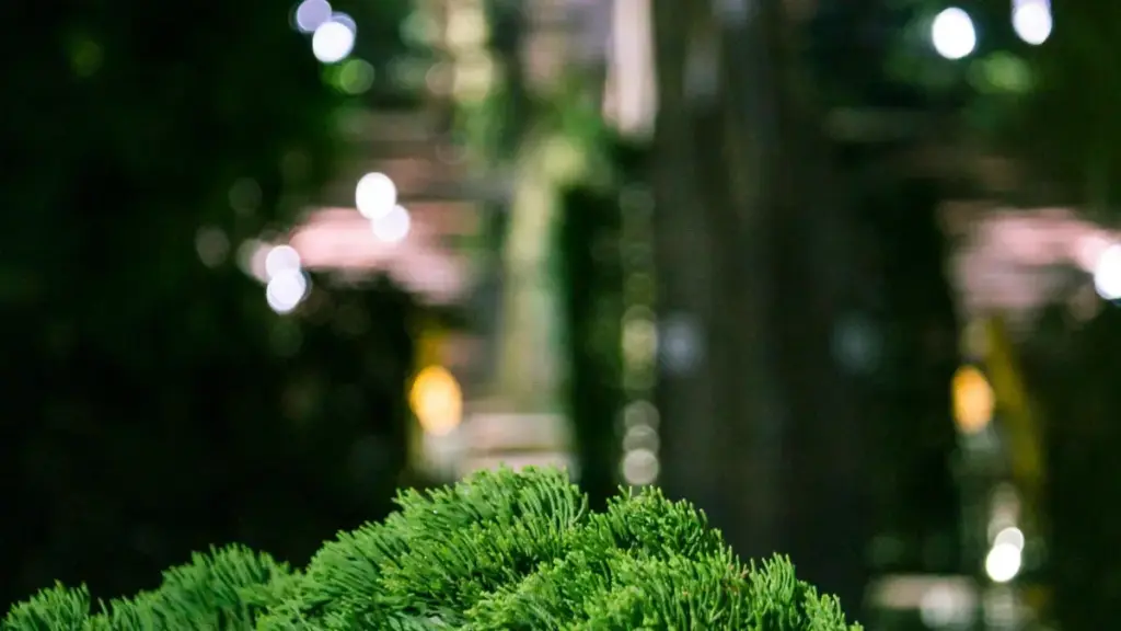 Uko umuhanzi/creator wo mu Rwanda ashobora kugera ku masosiyete yo muri Austria kuri Roposo, gukora localized content y’abakiriya bo mu masoko y’akarere, no kwiyubakira briefs zifite amahirwe yo guhembwa.