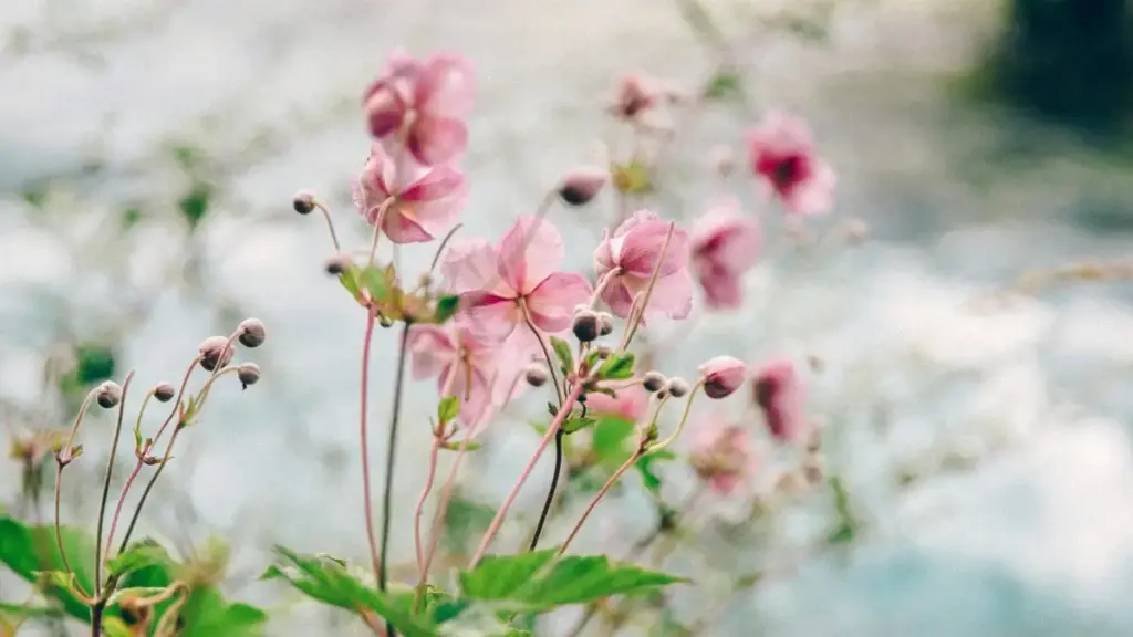 Uko creator wo mu Rwanda yakoresha Roposo mu kugera ku masosiyete ya Myanmar kugira ngo baguteze imbere mu ma sponsored hotel reviews — inzira zizewe, ibiganiro, n'ibyemezo by'ubucuruzi.