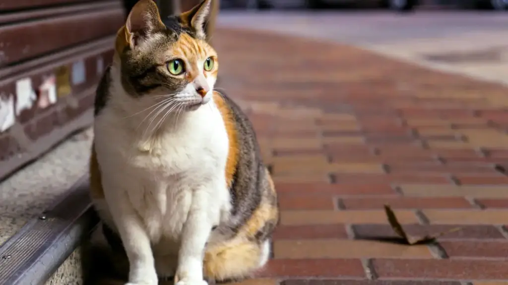 Uko wabona abahanzi n'abanyamajwi ba Spotify muri UAE kugira ngo ugezeyo SaaS trials ku bakozi b'abakiriya b'ingenzi. Inama z'uburyo, aho kubashakira, n'uko wahitamo freelancer w'akarere.