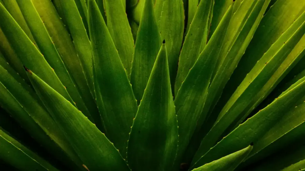 Uko wabona, uvugana kandi ukorana na brands za Mexico kuri Taobao kugira ngo ukore behind-the-scenes zifite agaciro — inama z'uburyo, guhitamo platform, n'ibyo witegure.