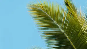 Uko wakora discovery ya Twitter creators bo muri Malaysia kugira ngo utangize promo y’indirimbo—inzira zoroheje, amahitamo y’imitangire y’amafaranga, n’icyo kwitonda mu guhitamo creator.