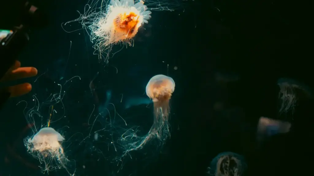 Ubuyobozi bw'imikoreshereze y'abahanzi bo muri Serbia ku Threads — aho kubashaka, uko wababaza, n'uburyo bwo gutegura campagne ishingiye ku engagement mu Rwanda.