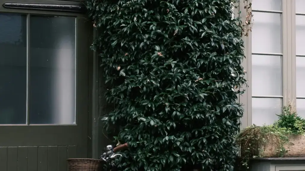 Uko ushakisha, uganira kandi ugirana amasezerano n’abarema content bo muri Uruguay bakorana na HBO Max kugirango utangize sponsored challenges zifite impact mu Rwanda.