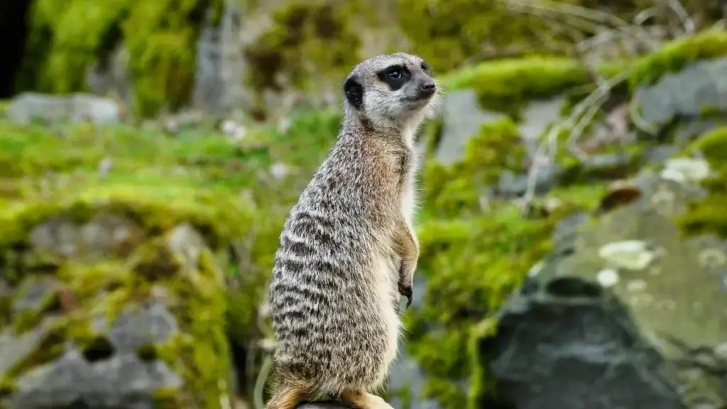 Uburyo bwihuse bwo kubona creators b'Ubwongereza mu isoko rya Spain kuri Amazon, uko ukoresha Amazon Creator Connections, ubufatanye na agencies nka Vivian Agency, n'inama z'ubucuruzi mu Rwanda.