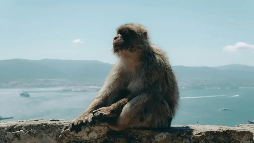 Uburyo bwo kugera kuri brands zo muri Austria ku Twitter, uko uvuga inyungu z'ibicuruzwa neza, hamwe n'amayeri y'imikoranire n'influencers n'uburyo bwo kwirinda amakosa asanzwe.