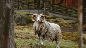 Inama zifatika ku buryo abakora content bo mu Rwanda bashobora kugera kuri brands za Luxembourg ziba kuri Netflix, guhuza ku bikorwa by'ubutumire, no gutegura porogaramu ya brand ambassador.