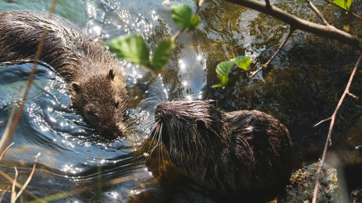 Uburyo bwo kugera kuri Slovakia brands kuri Spotify